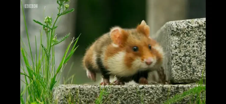 European hamster (Cricetus cricetus) as shown in Seven Worlds, One Planet - Europe